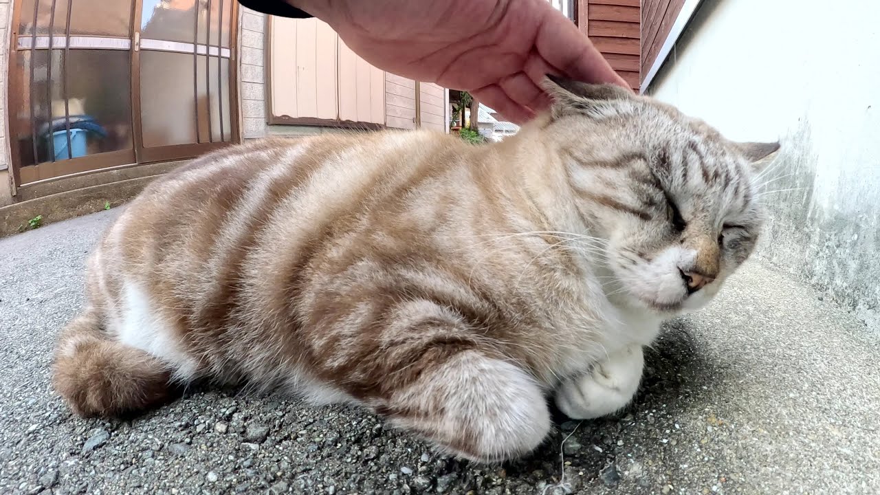アメショー模様のシャム猫ちゃんをモフると嫌な顔をされた