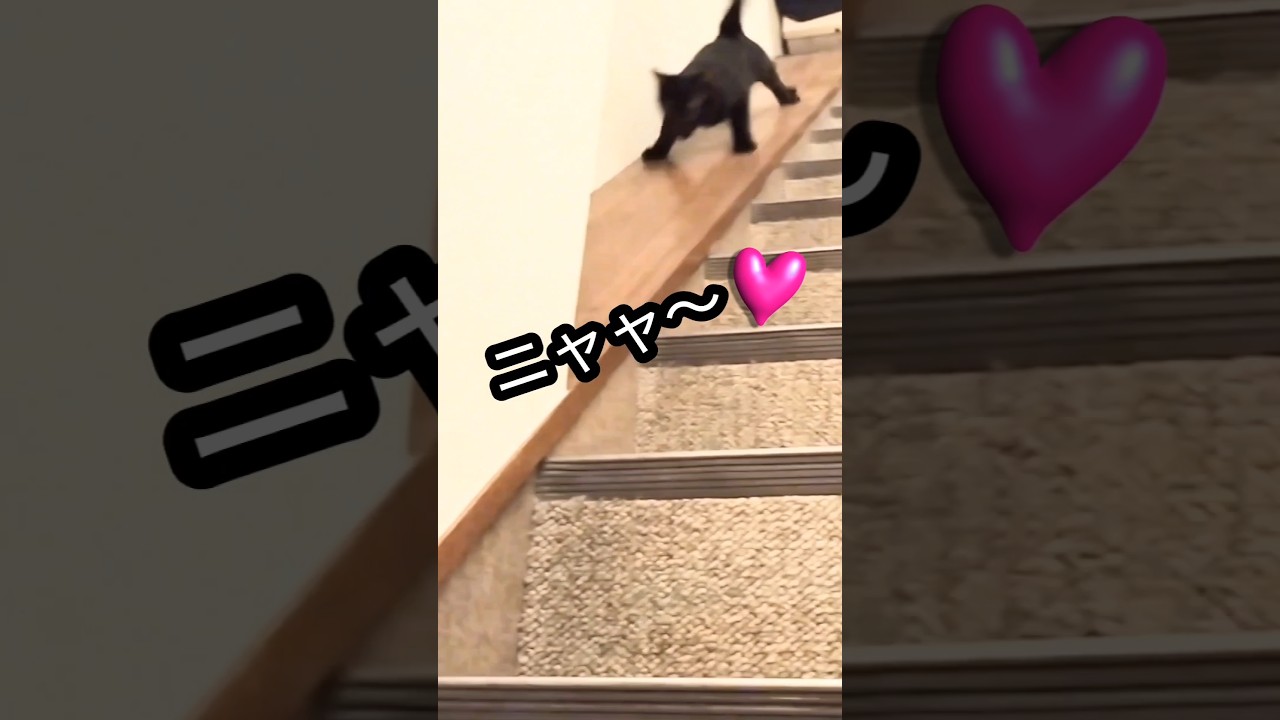 いきなり一人遊びを開拓した子猫！♪／#ねこ #すべり台 #かわいい猫 #保護猫 #cat #cats #slide #catlover ##kitten #shorts #short