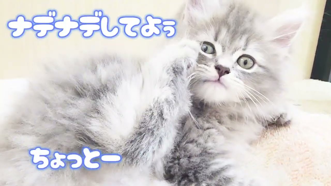 【サイベリアン】とってもあまえんぼ！