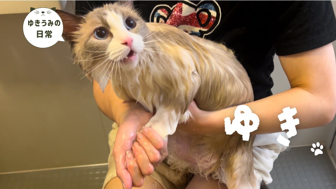 【前編】ラグドールの子猫ちゃんをお風呂に入れたら凄いことになりました・・・【ラグドール・キジシロ】