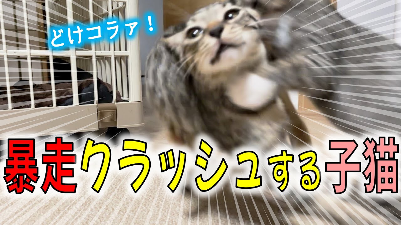 危ねえ！激突する子猫たち／保護子猫に親離れを教える先住猫／プレゼント