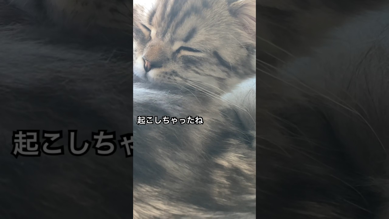 窓辺で昼寝　#ねこ #癒し #猫のいる暮らし #ラガマフィン #cat #cute