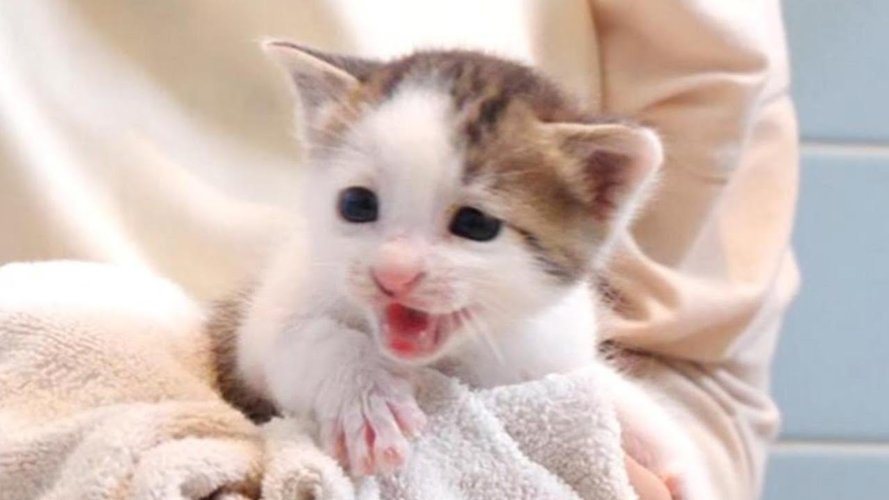 お尻を洗われた子猫が激おこしちゃいました【赤ちゃん猫　保護猫】
