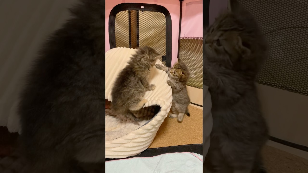 子猫なりたて🔰にゃんこ初心者だった頃【サイベリアン・４姉弟】 #shorts #サイベリアン  #子猫 #初心者