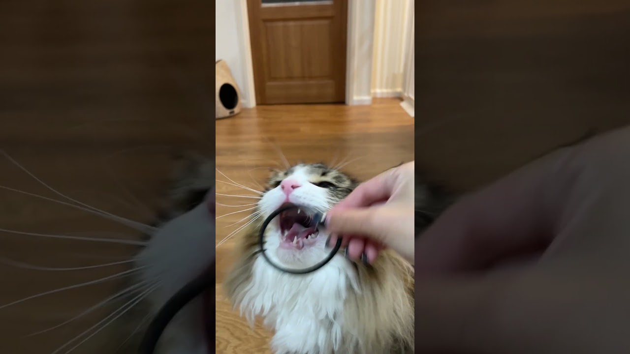 猫を飼ってるつもりが、犬だった　#cat #ノルウェージャンフォレストキャット #猫 # 北欧猫