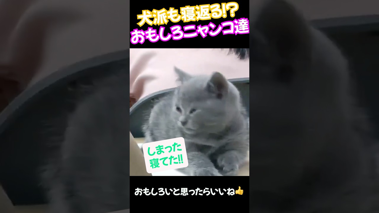 犬派も寝返る⁉️面白すぎる猫ちゃん達🐈　#short #動物好き #ねこ
