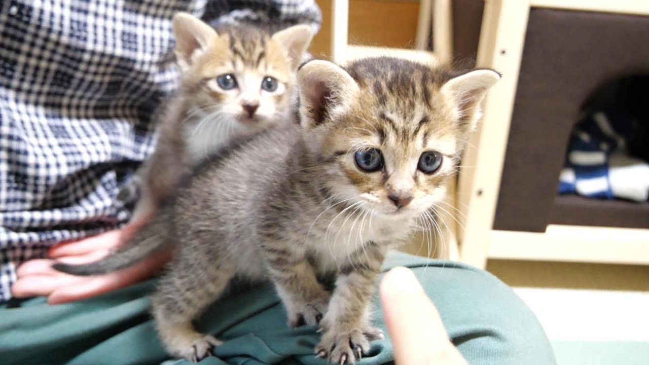 子猫達がおじさんをアトラクション代わりにして遊んでいました【赤ちゃん猫　保護猫】
