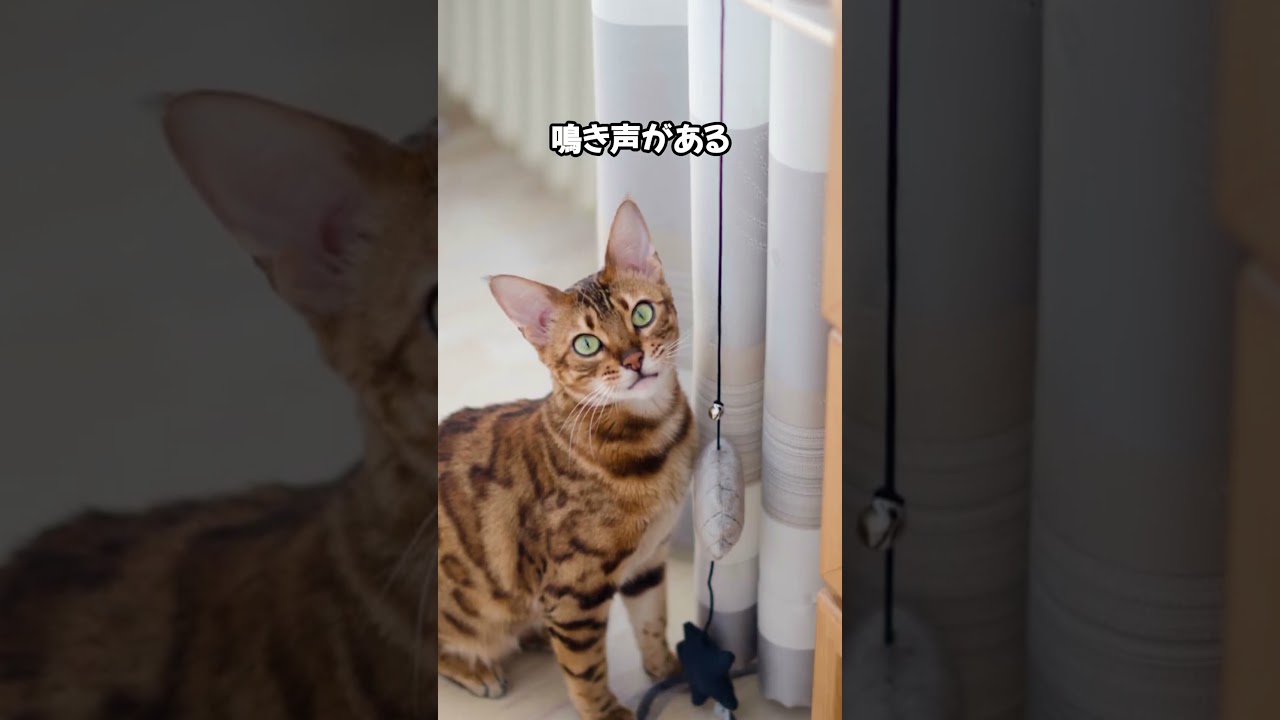 誰も知らない！！ちゅーるに隠された秘密！！ #cat #ねこ好きさんと繋がりたい #ねこのいる幸せ #ねこ大好き #猫動画 #猫のいる暮らし #猫のいる生活 #猫好きさんと繋がりたい