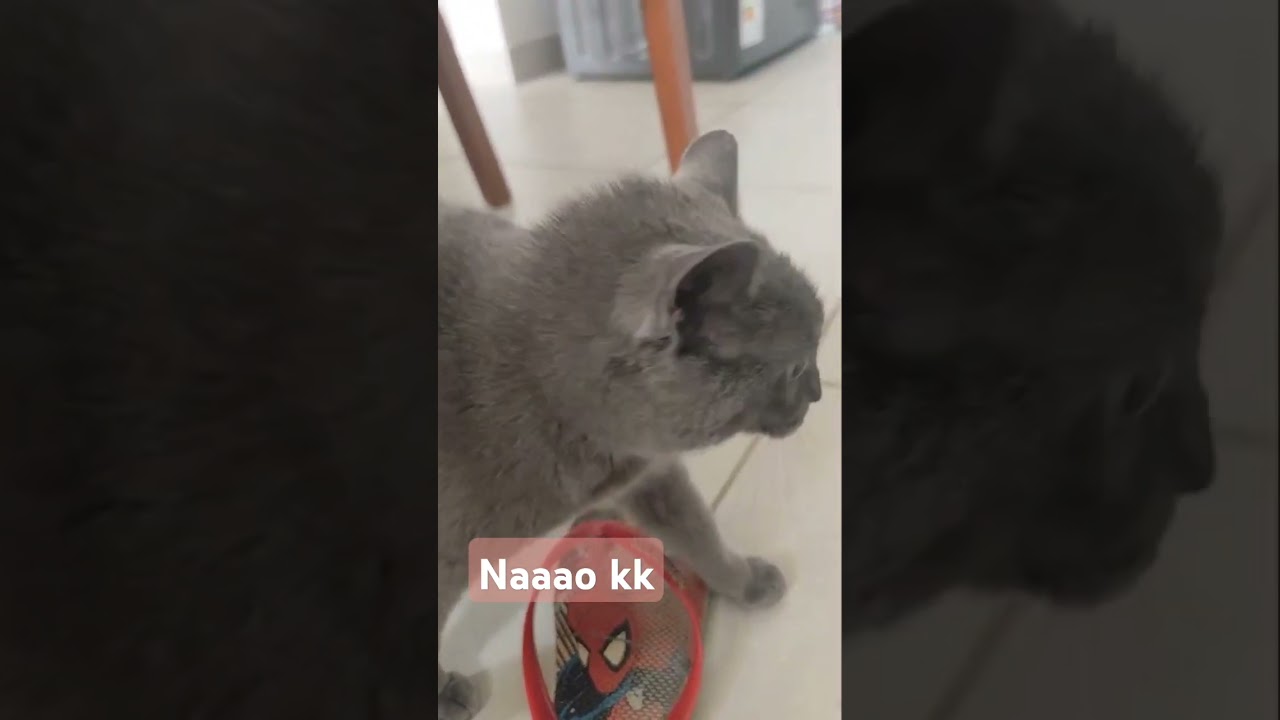 Gatinha diz não para o papai