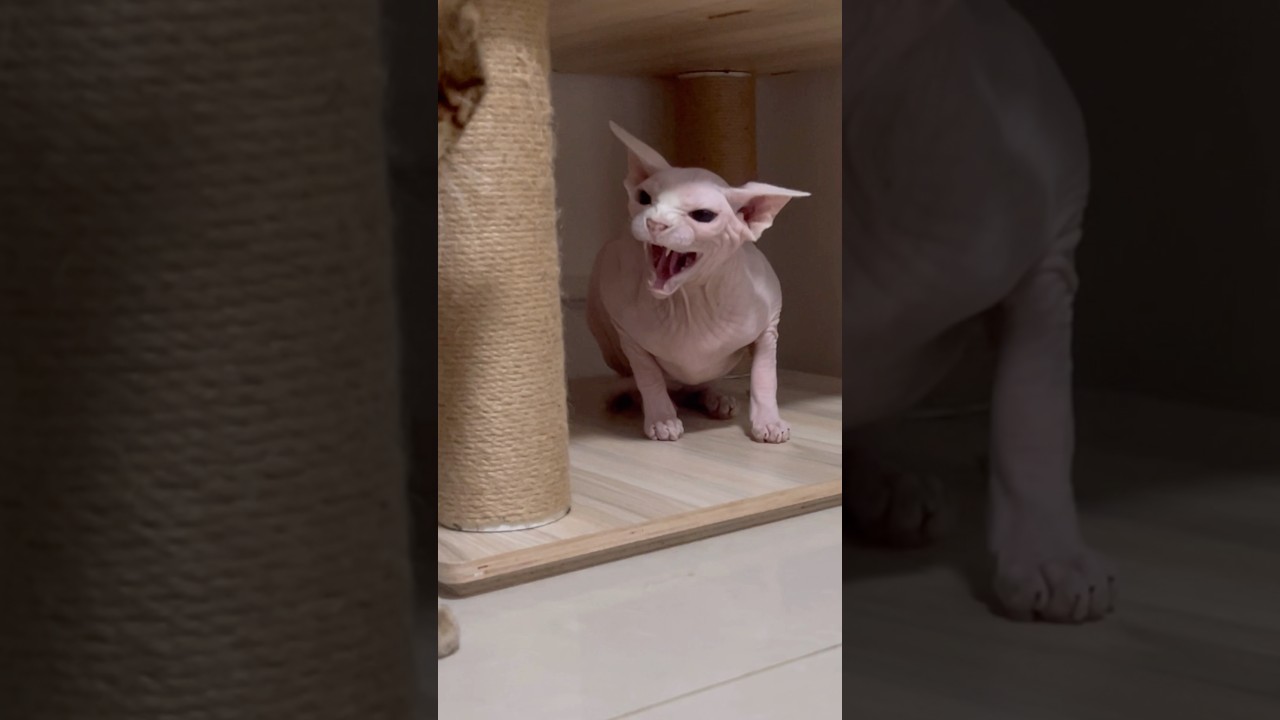激おこブチギレする毛のない猫【スフィンクス猫】