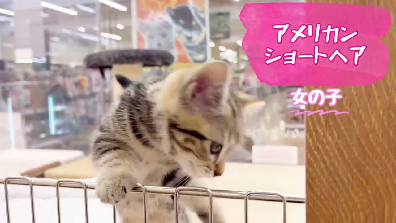 【アメリカンショートヘア】ブラウンタビーがとっても綺麗な女の子