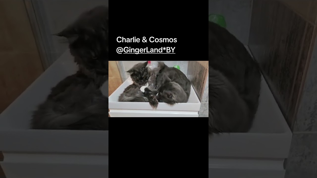 Cosmos & Charlie @Gingerlandby..#котики #silvercat #kitten #котятамейнкун #mainecoon #мейнкун