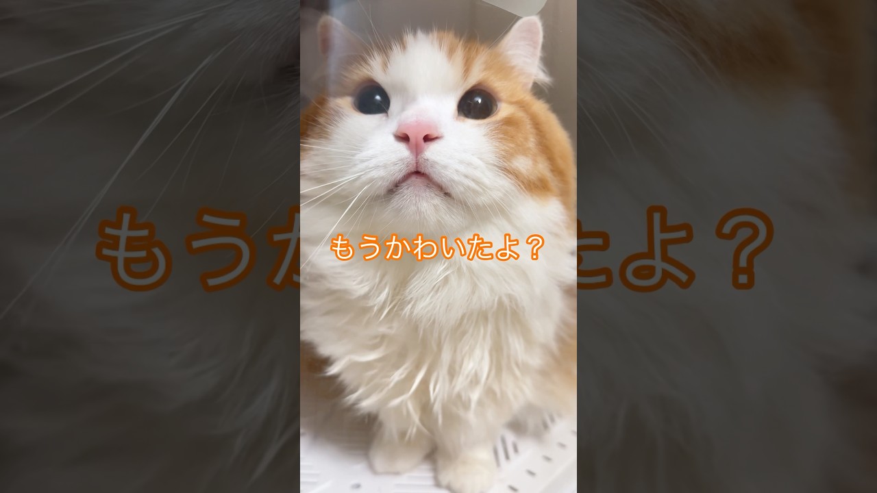 だせー！#マンチカン短足 #なんちゃん