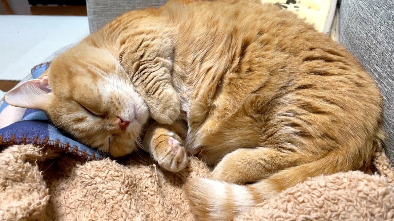 【ASMR】愛猫の爆音いびきが可愛すぎる！