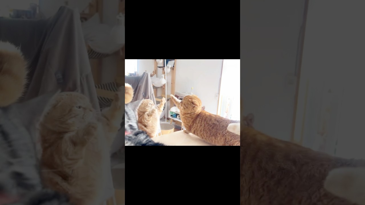 決して当たらない戦いがそこにある！ #猫 #マンチカン #shorts
