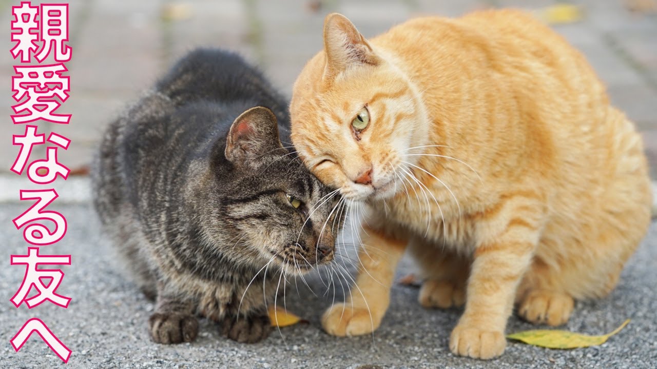 猫一家の切込隊長、その最期にのこしたこと To my dear friend.