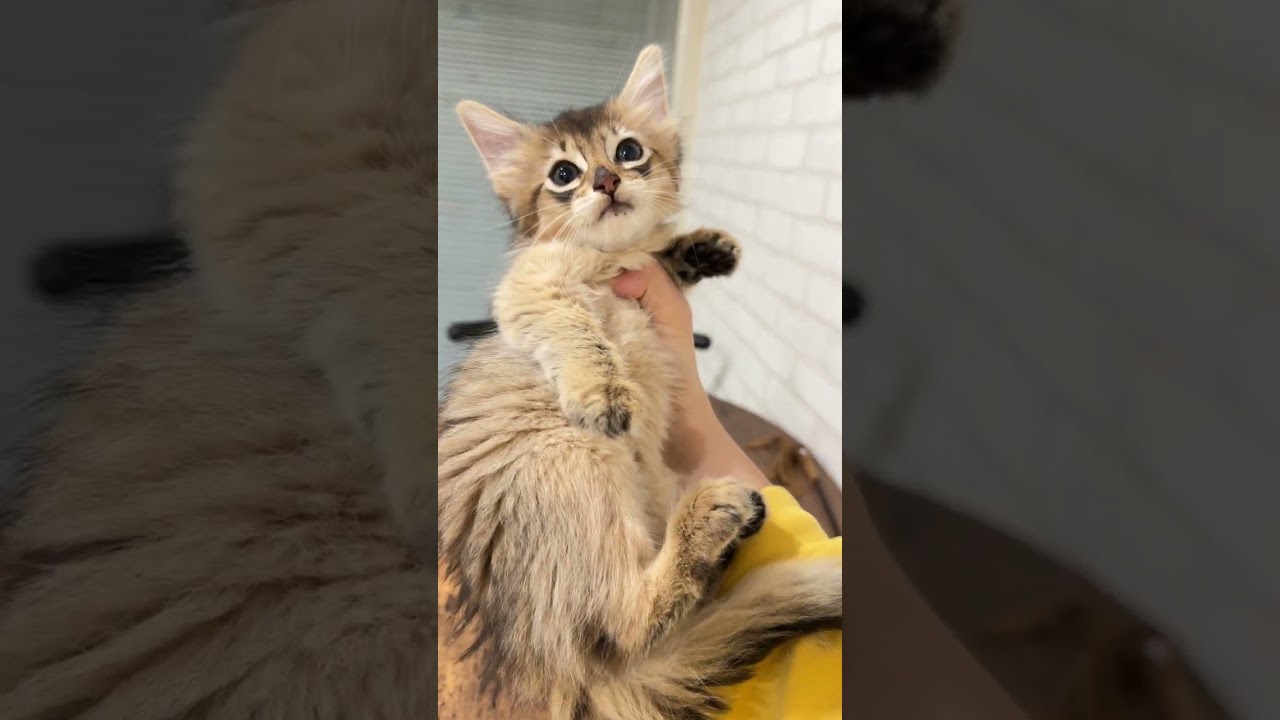 ソマリ 可愛い男の子