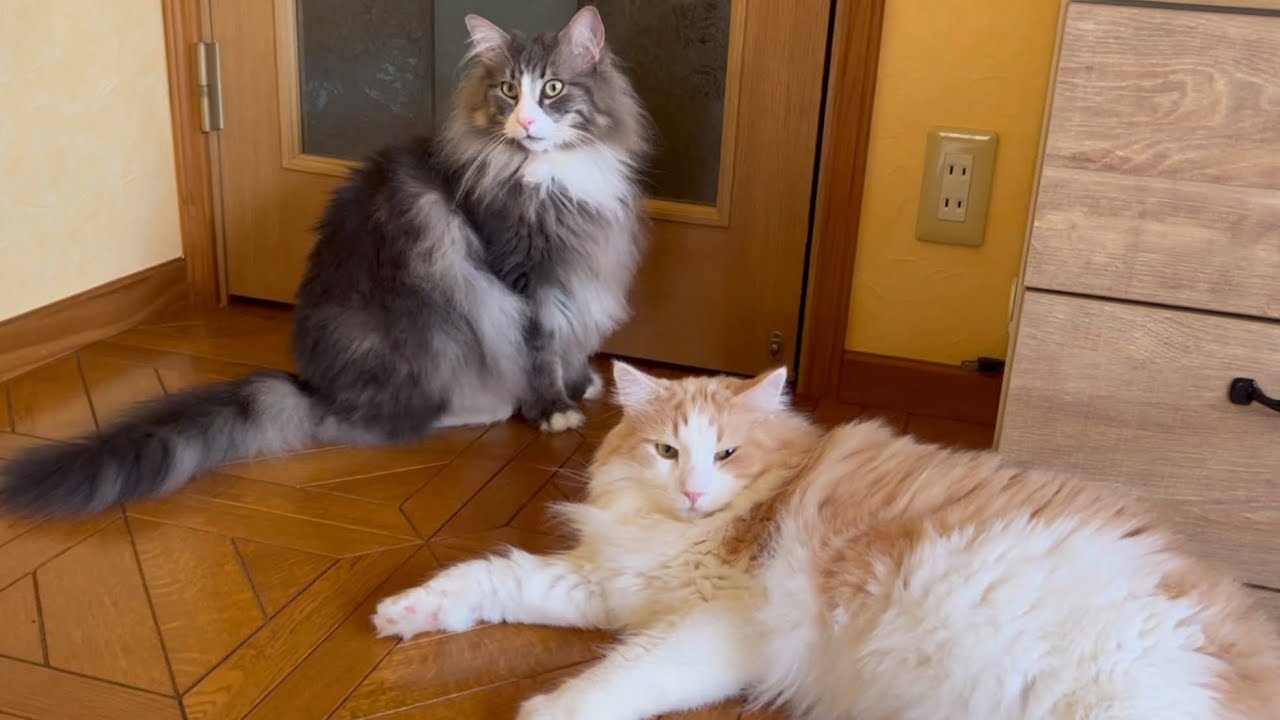 【日常✨】もふ猫たちのかわいい日課をご紹介💕ノルウェージャンフォレストキャットとターキッシュアンゴラ