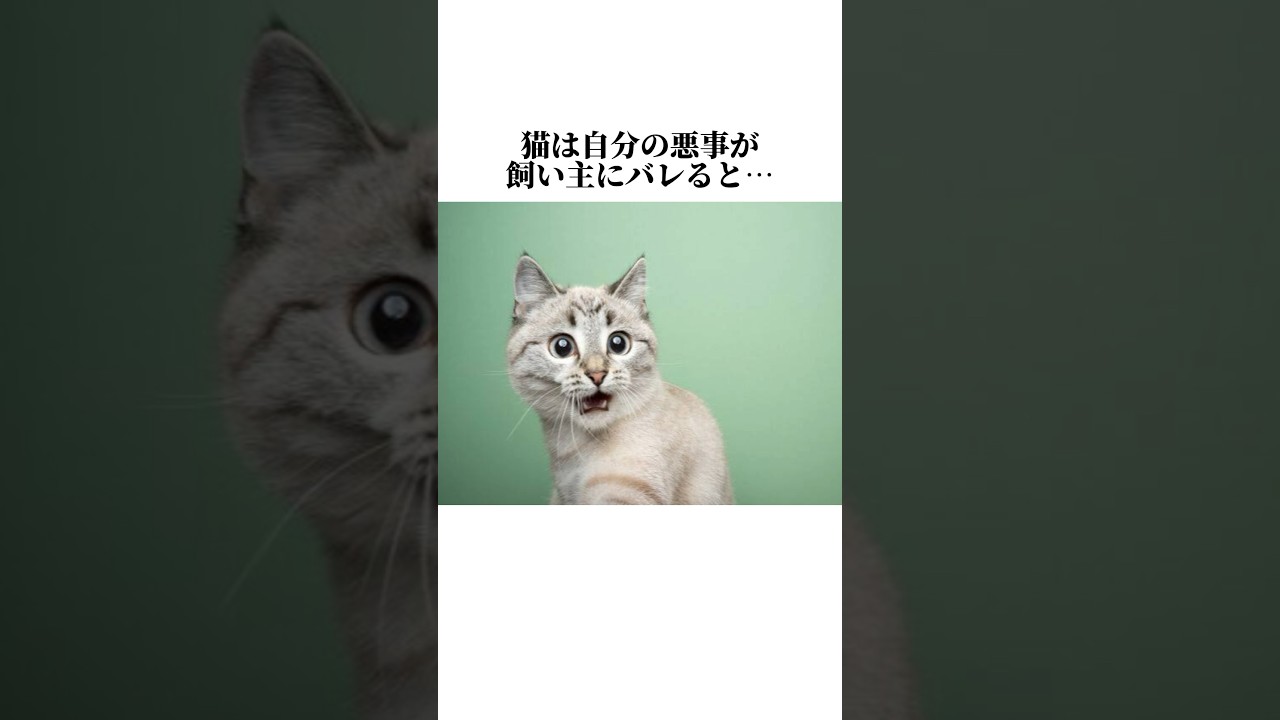ちょ見てww猫の本音かわいすぎるだろww