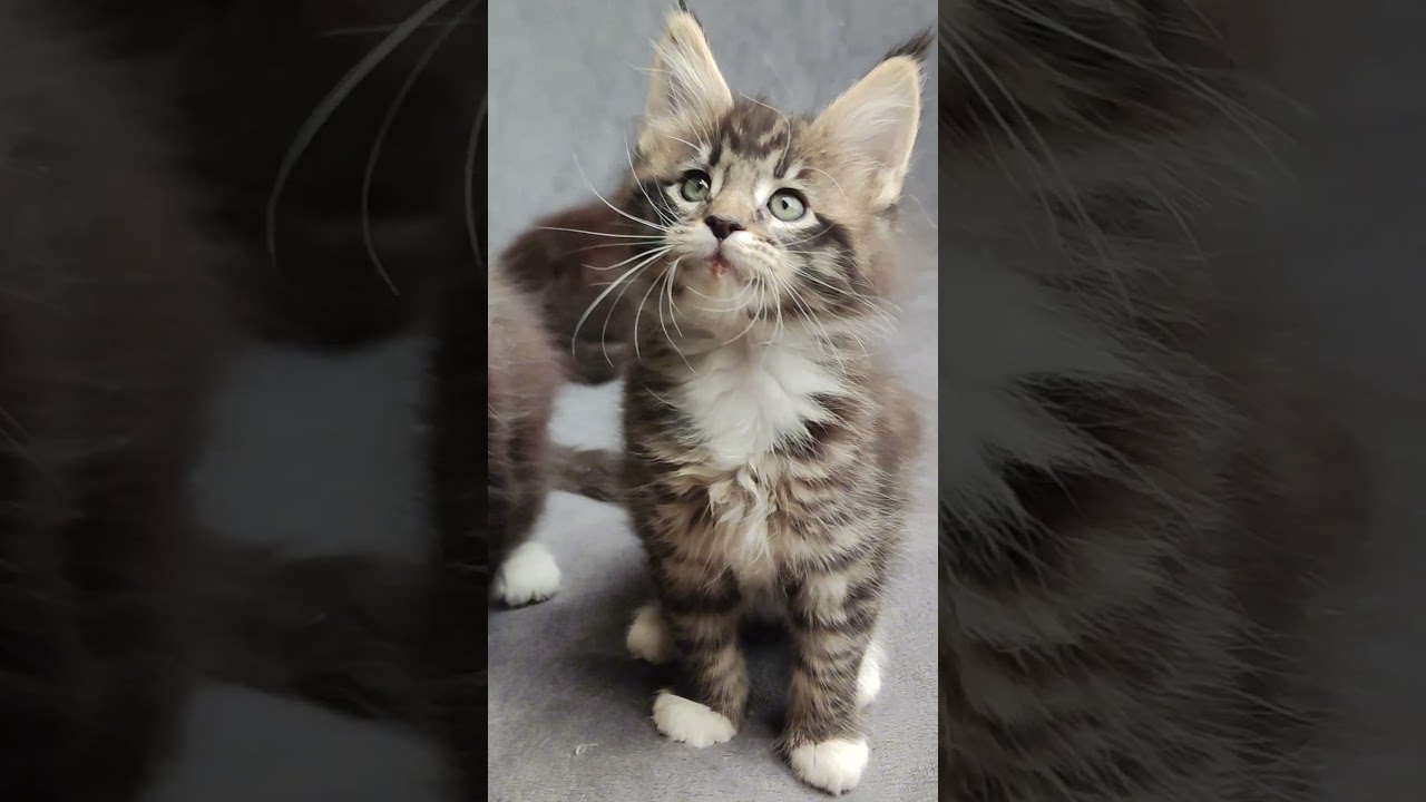 Kitten MaineCoon, waiting for his parents!