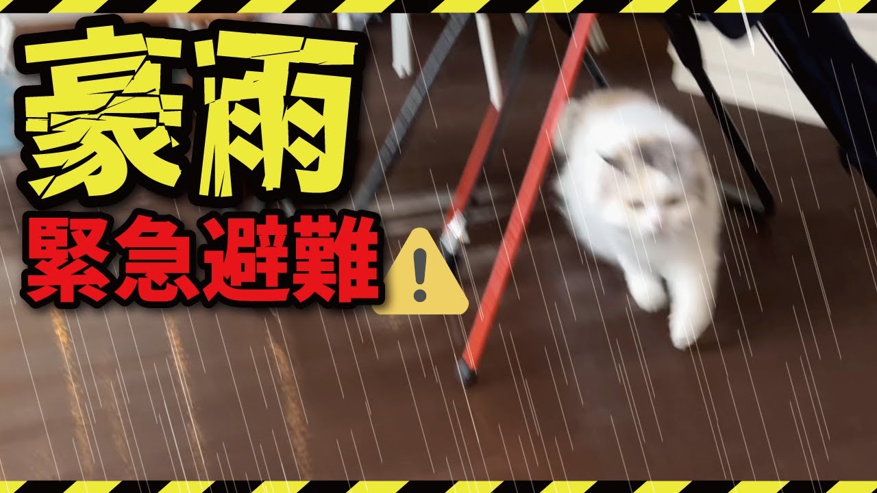 【災害】こんなものすごい豪雨はじめてかもしれません…！！！【関西弁でしゃべる猫】【猫アテレコ】