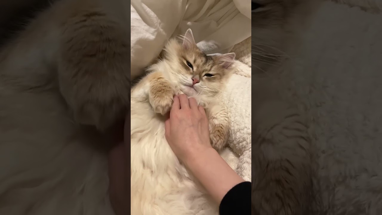 まどろみニャンタイム #猫動画 #cat #サイベリアン #子猫