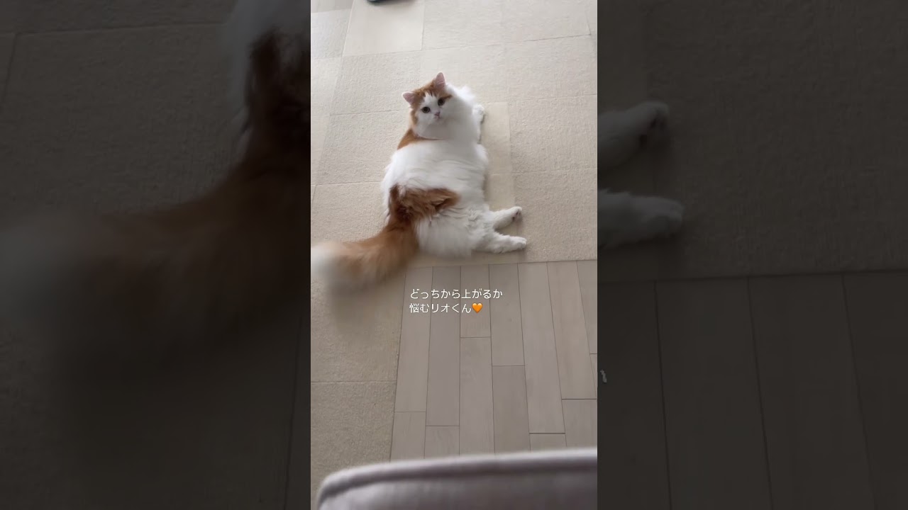 【猫の日常】呼ばれたら行くニャ！ #猫#マンチカン#cat#猫好き#猫好きさんと繋がりたい