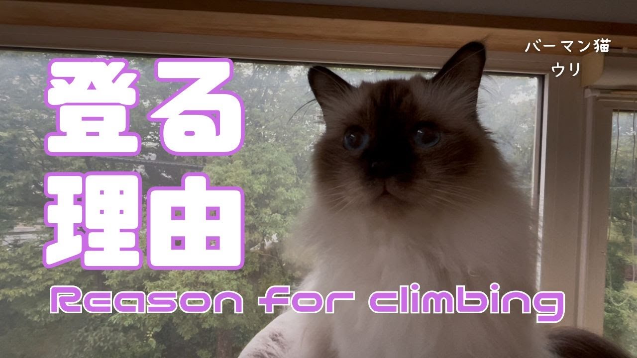 バーマン猫ウリ【登る理由】Reason for climbing（バーマン猫）Birman/Cat