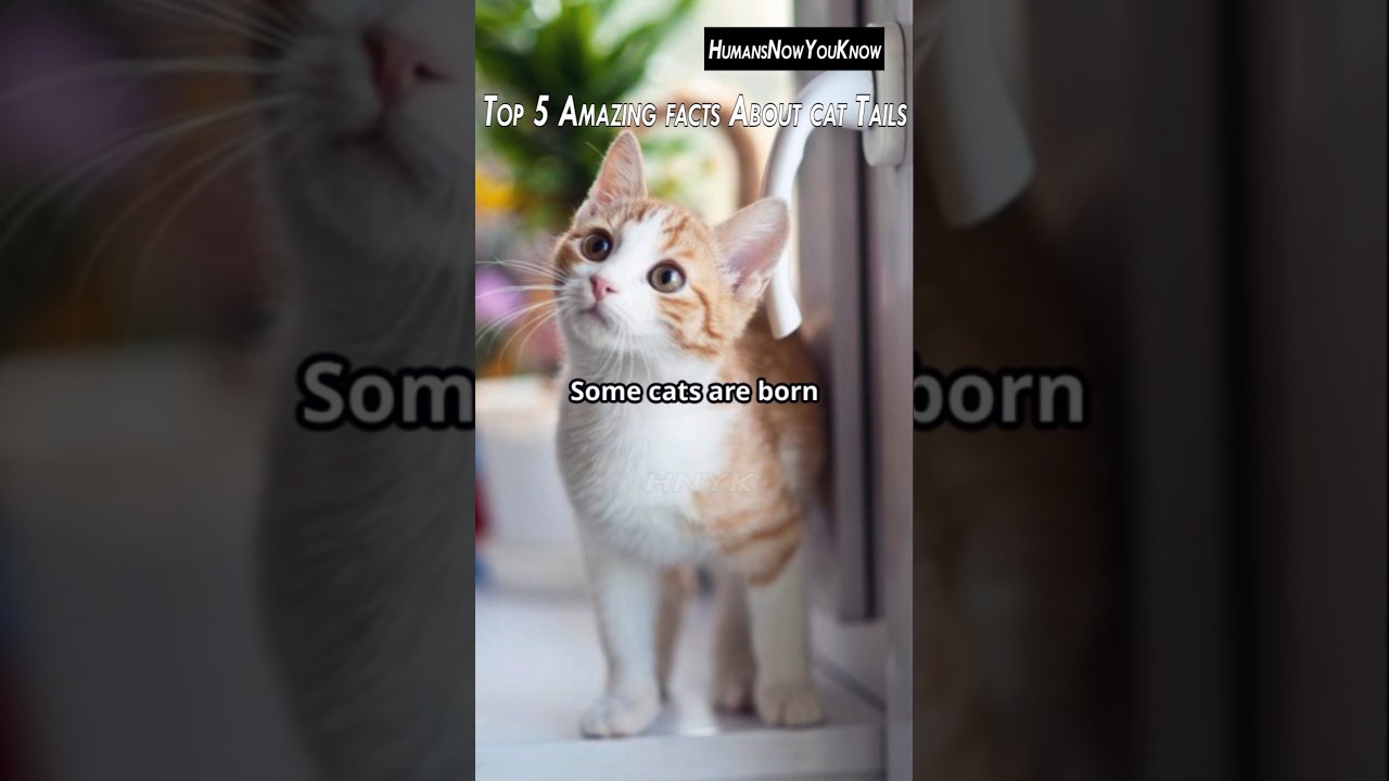 Top 5 Amazing Facts About Cat Tail | Amazing Facts #facts #cat #shorts