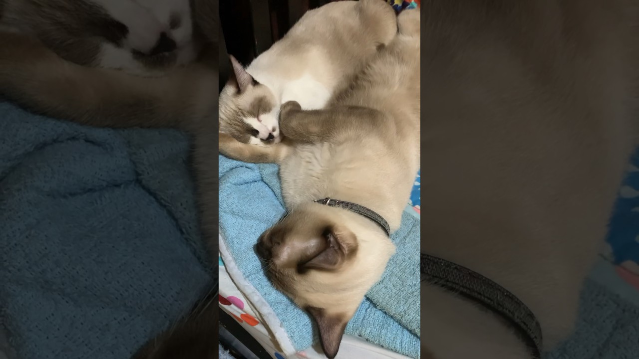 Sweet dreams Luki & Tasha!🥰