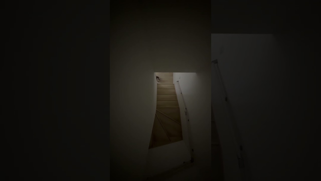 上から撮ると固まるメインクーンのノアちゃん🐈 #メインクーン #cat #catvideos #猫動画 #ループセンス