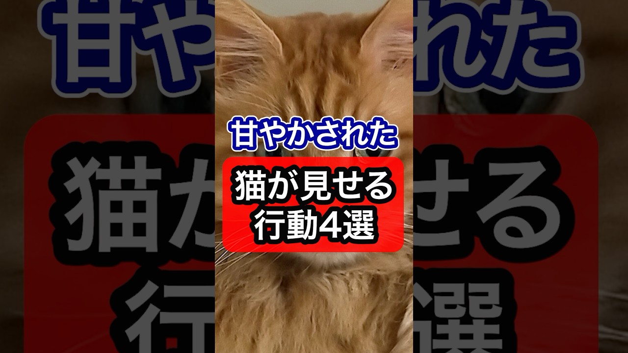 【過保護】甘やかされた猫だけが見せる行動を獣医師が解説 #保護猫 #猫のいる暮らし #猫 #ネコ #ねこ #猫のいる生活 #獣医師