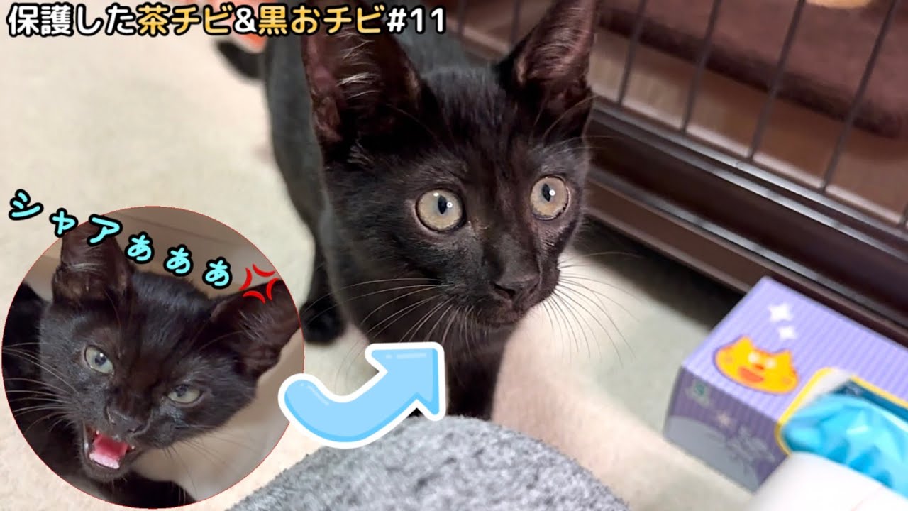 兄弟との再会でシャーシャーだった子猫…1人で遊ぶと全然違う