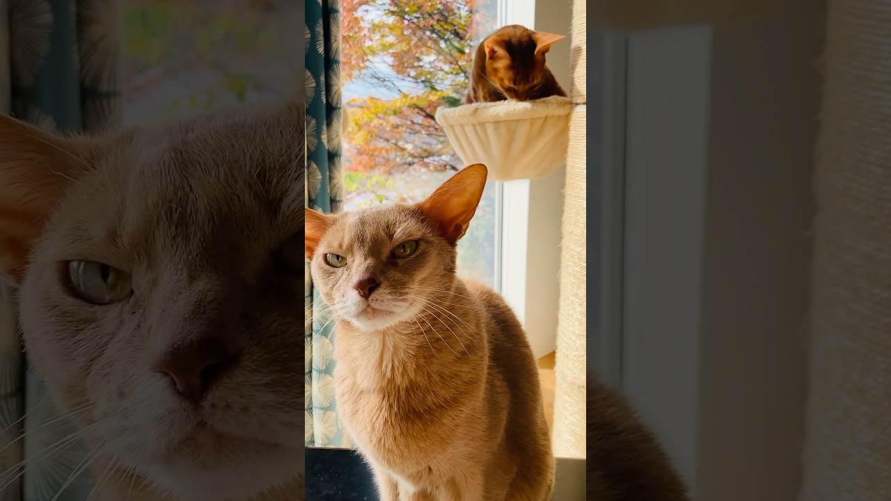 秋のひととき 🍂#猫#こころ#いぶりん#アビシニアン#レッド#フォーン#cat#abyssinian#red#fawn