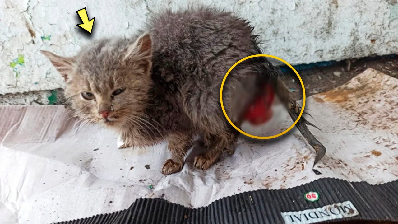 雨に濡れた段ボールの上で、バス停に小さな子猫が座っていた。尻尾の下に何か奇妙なものがあった。