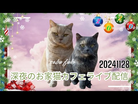深夜のお家猫カフェライブ配信 243