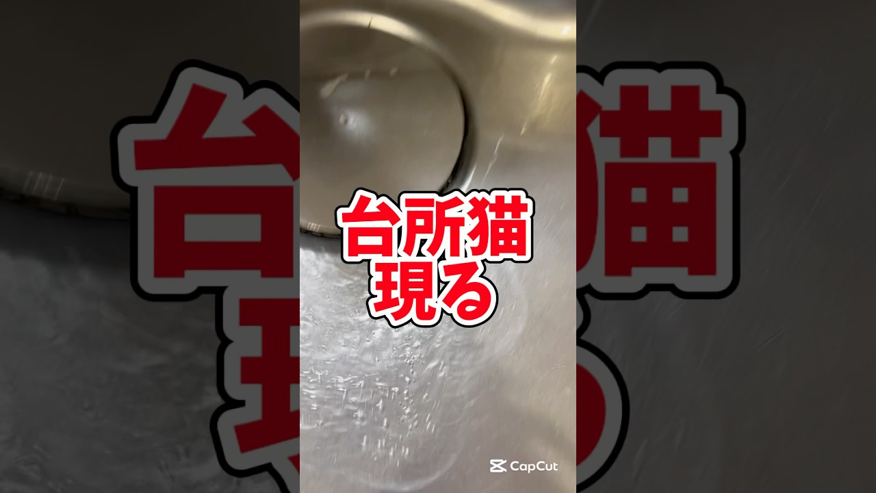 お待ちかねのへそ天です#猫のいる暮らし #スコティッシュフォールド