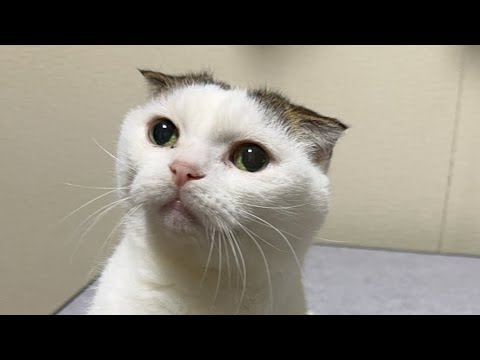猫マンチカンかいちゃんゴロゴロミュートライブ配信中！#ライブ配信 #live