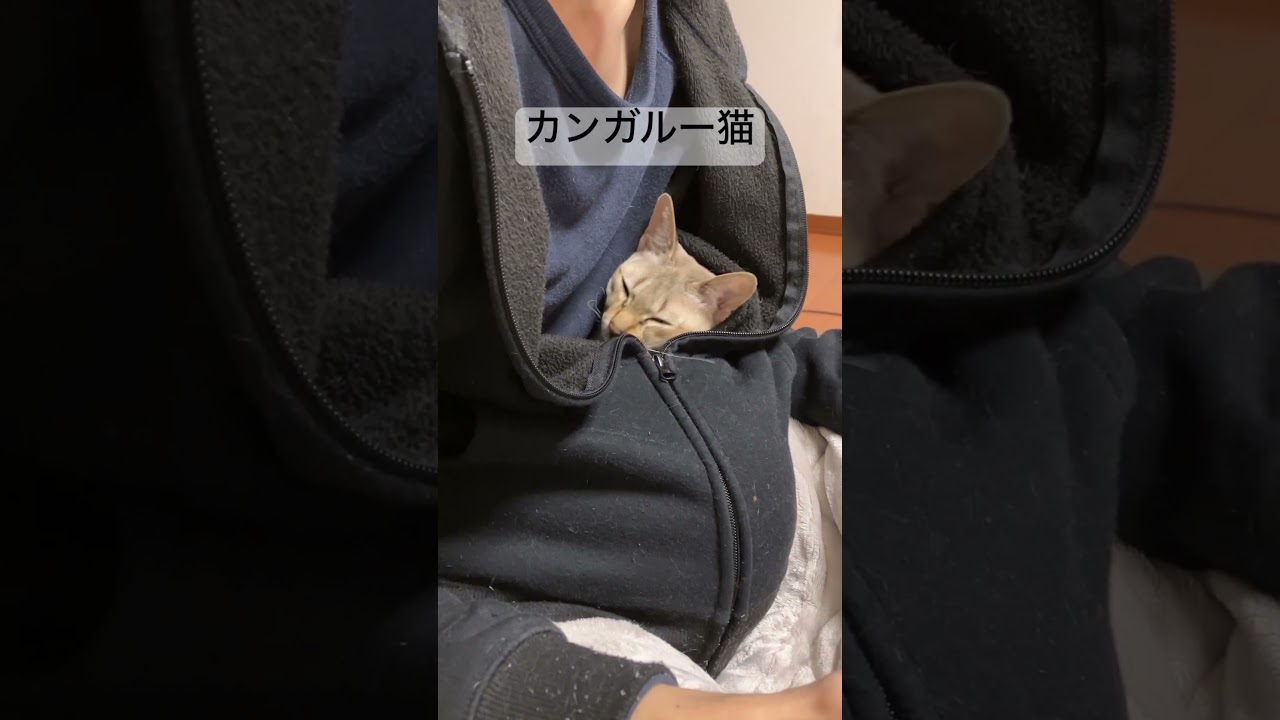 寒さに負けて有袋類になるシンガプーラ