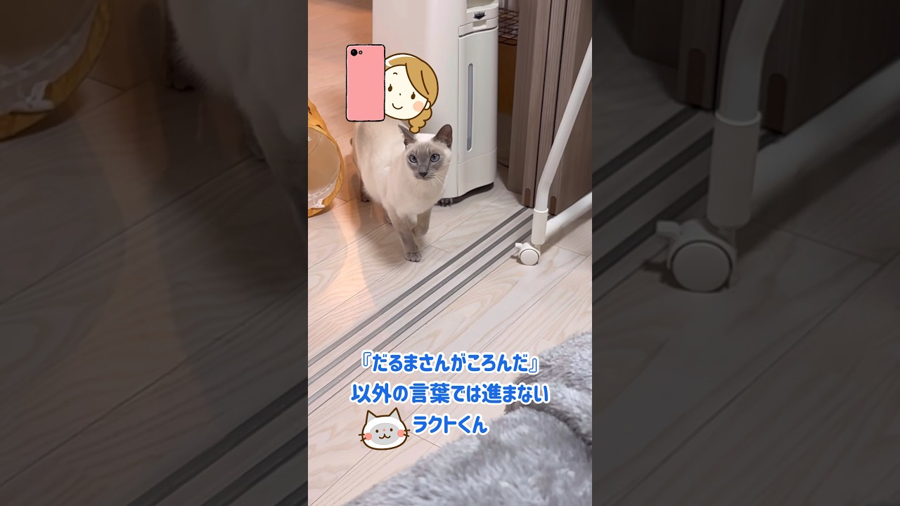 #だるまさんがころんだ #トンキニーズ #ねこ #ネコ #猫