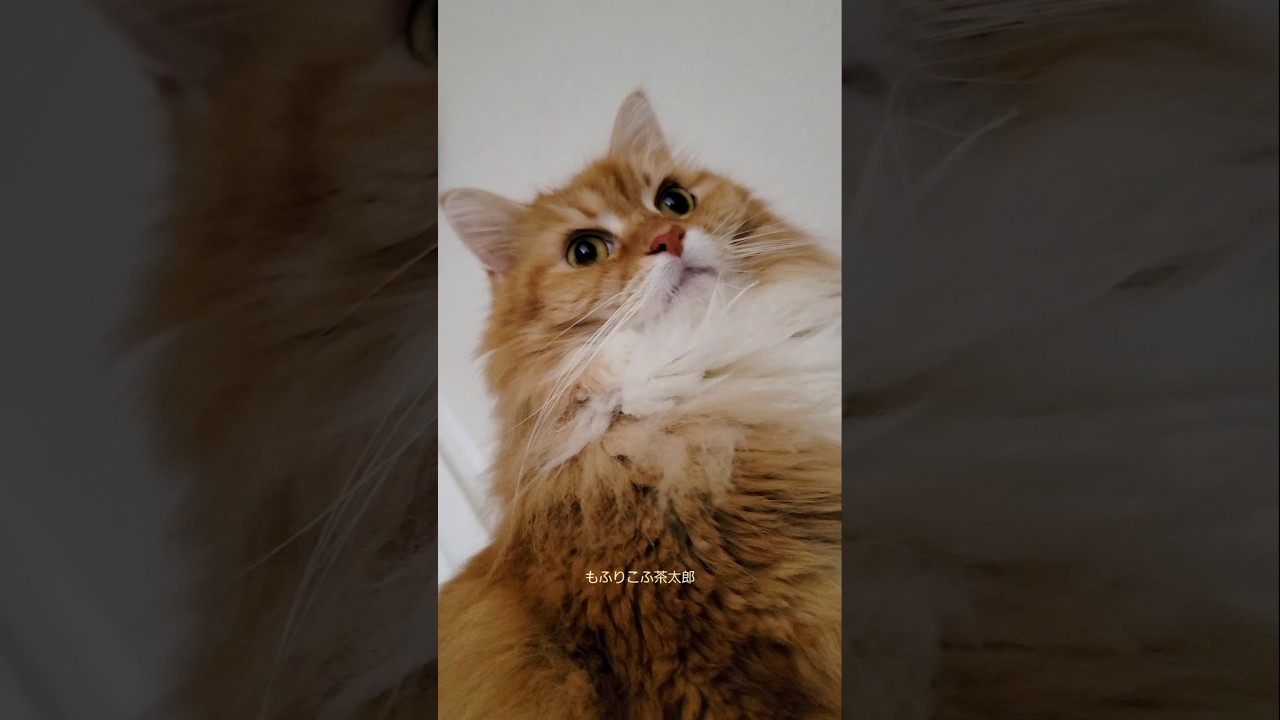 昼寝のパパの頭上にまさかのプヨプヨ…