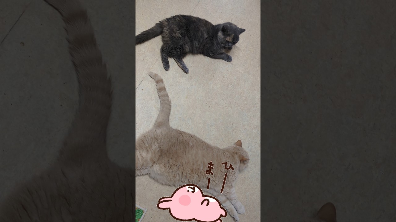 【ねこ動画】何もしない　#shorts　#cat 　#猫動画 　#ブリティッシュショートヘア 　#猫のいる暮らし