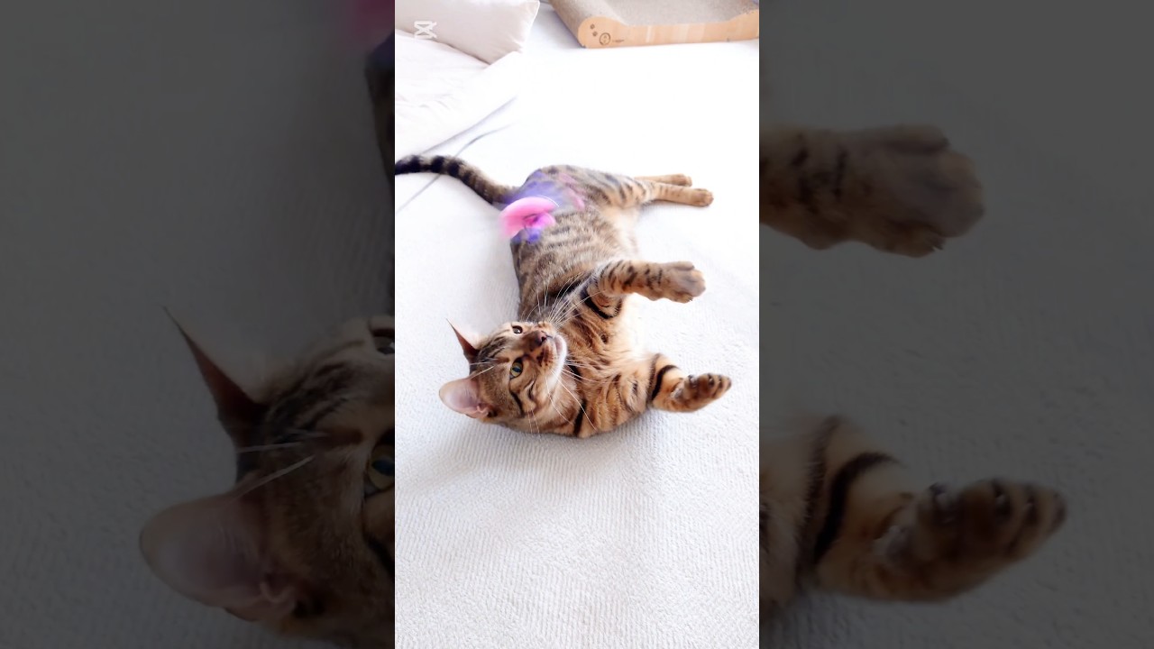 久しぶりのまったり時間  #猫 #猫動画 #猫のいる暮らし #ベンガル #cat #fyp #shorts #short