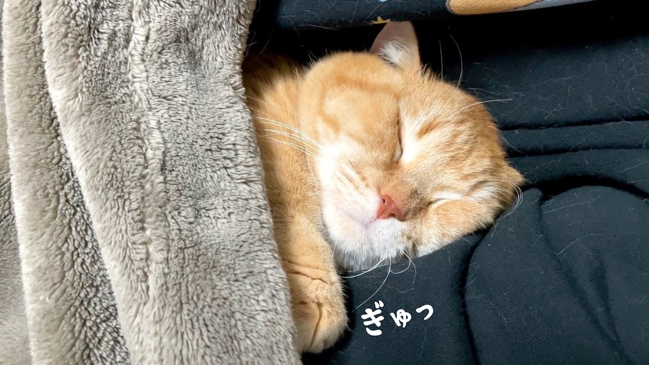 パパの腕の中で幸せそうに爆睡する愛猫の寝顔が愛おしすぎる…！