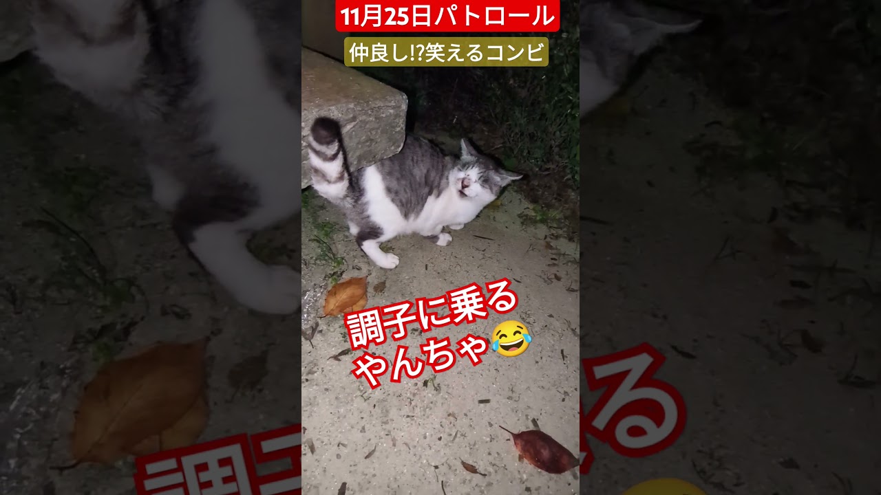 【11月25日パトロール】なんだかんだ仲良しコンビ😂