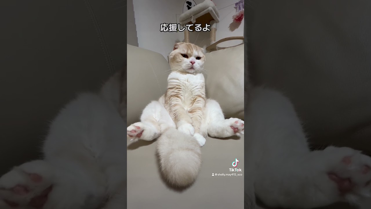 社畜の皆様へ#猫 #スコティッシュフォールド #社畜