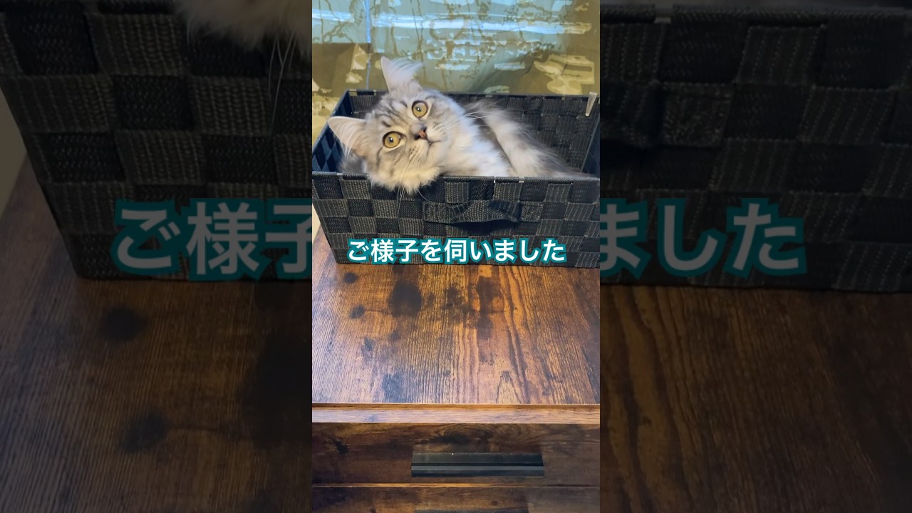 新しい場所は居心地よき？ #ラガマフィン #猫 #cat #ねこ #癒し #ペット #猫のいる暮らし