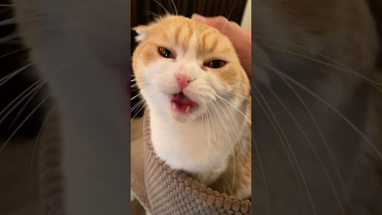 お喋り猫が可愛いすぎる🥹💘 #cat #スコティッシュフォールド#cats #ねこ #猫