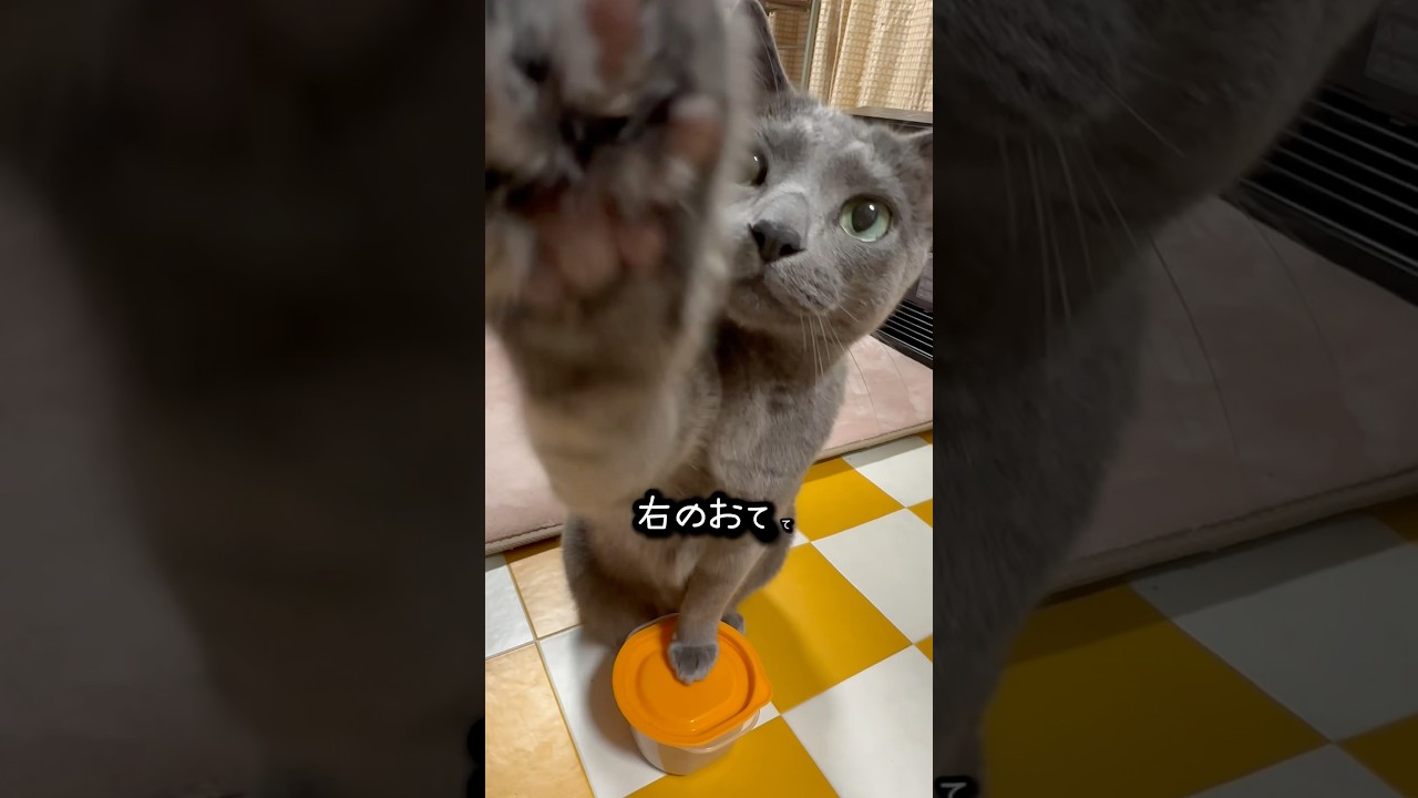 【ロシアンブルー】今朝のめろん〜おててよく出るね🤭【猫】#shorts