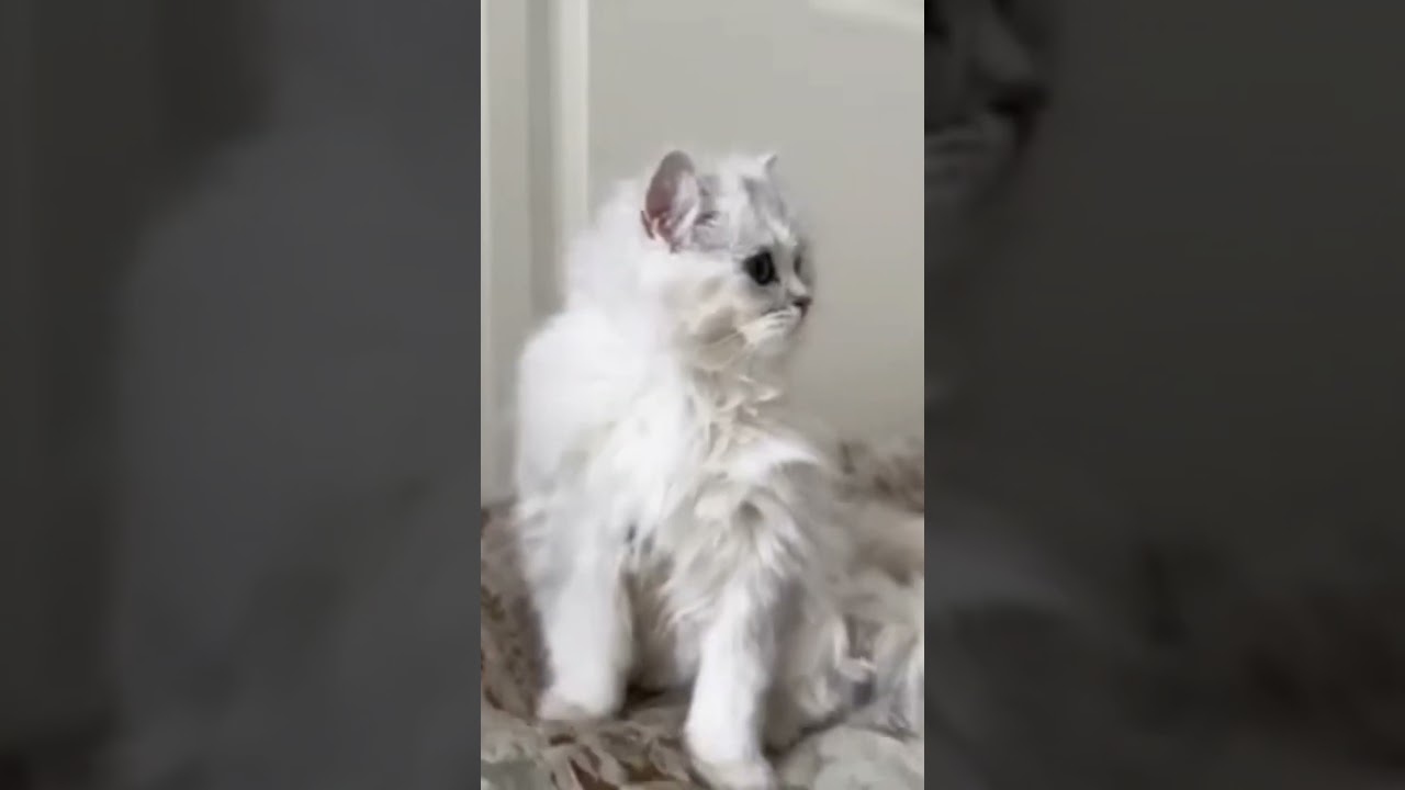 25 ноября 2024 г.